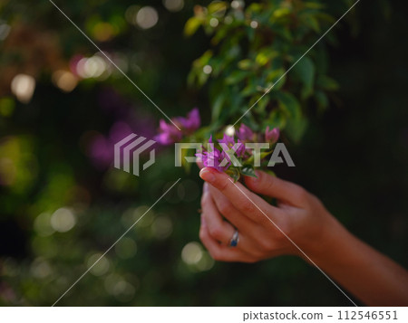 female hand delicately holds bougainvillea flowers, adding vibrant and graceful presence to natural surroundings. The flower's bright colors are beautiful contrast to park's lush greenery. 112546551