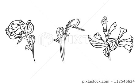 flowers Black and white with line art vector illustration. flowers Black and white with line art vector illustration. 112546624