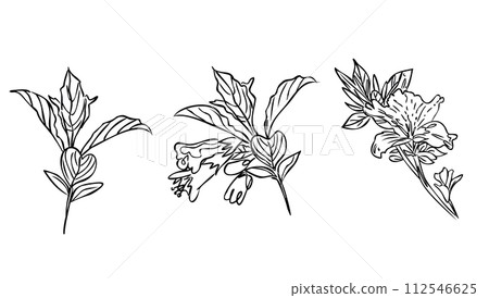 flowers drawing and sketch with line-art on white backgrounds. flowers drawing and sketch with line-art on white backgrounds. 112546625