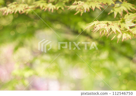 Green maple leaf for backgrounds or for text. 112546750