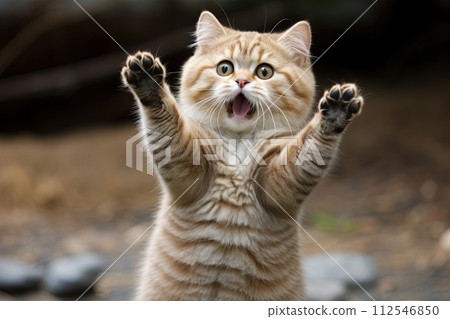 Funny surprised cat with a questioning pose. A cute kitten asks in surprise where the treats are. Generated AI. 112546850