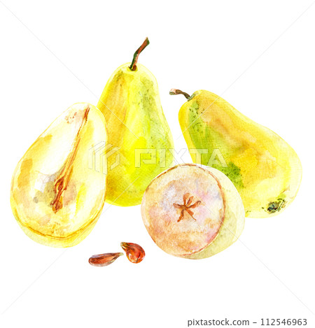 Set of fresh ripe yellow honey pear fruits. Hand drawn watercolor illustration. Delicious aromatic fruit ripened on a tree Set of fresh ripe yellow honey pear fruits. Hand drawn watercolor illustration. Delicious aromatic fruit ripened on a tree 112546963