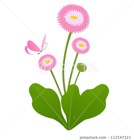Daisy flowers with a butterfly on a white background. 112547321