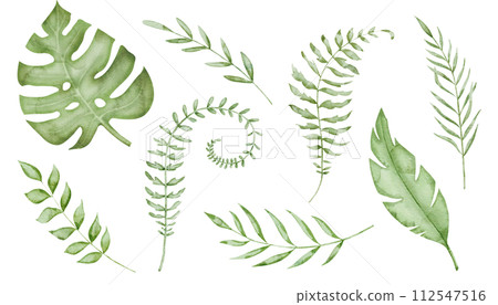 Tropical Leaves Set Watercolor clip art. Hand drawn on isolated white background. Drawing of monstera leaf and palm trees. Illustration of exotic jungle plants. Summer green branches. 112547516