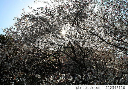 Blue sky and sunlight filtering through the cherry blossom trees 112548118