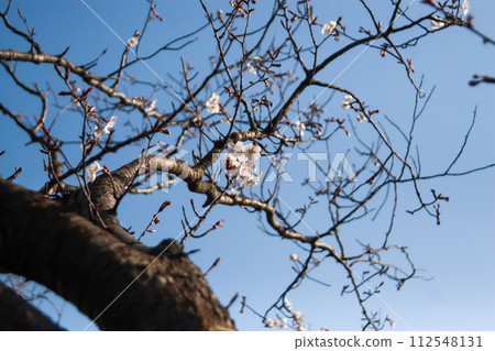 Looking up at the blue sky and cherry blossom trees 112548131