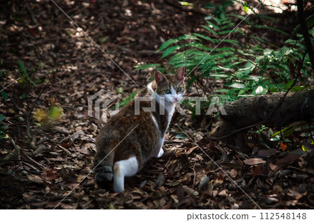 A cute cat I came across in the forest 112548148