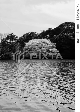 池塘邊的櫻花樹 池塘邊的櫻花樹 112548157