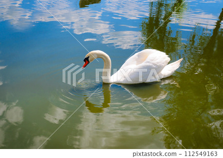 White Swan on the Lake. 112549163