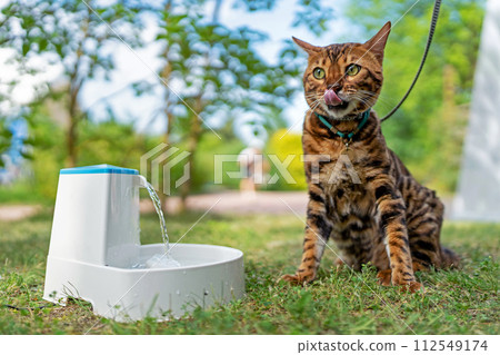 Young purebred Bengal cat near smart gadget with water fountain for cats and dogs. Electric water fountain. Pet health and welfare. Pet devices. Pet thirst. Dehydration in a cat. Young purebred Bengal cat near smart gadget with water fountain for cats and dogs. Electric water fountain. Pet health and welfare. Pet devices. Pet thirst. Dehydration in a cat. 112549174