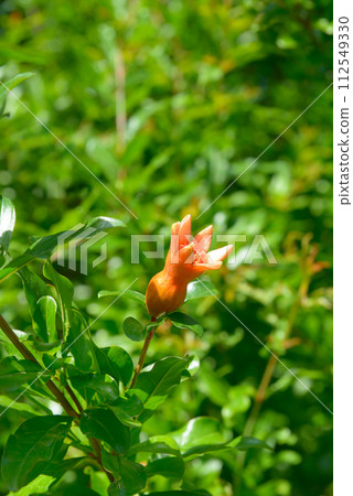 Pomegranate flower on green foliage background Pomegranate flower on green foliage background 112549330