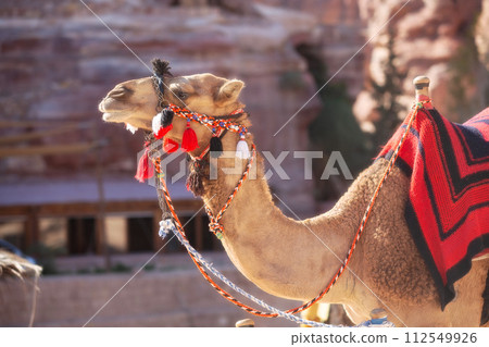 Camel under red rocks in Petra, Jordan Camel under red rocks in Petra, Jordan 112549926