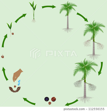Life cycle of acai palm tree on a green background. Life cycle of acai palm tree on a green background. 112550155