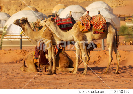 Landscape with camels in Wadi Rum desert, Jordan 112550192