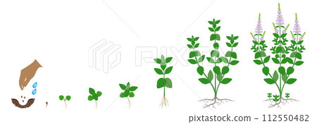 Cycle of growth of peppermint plant isolated on a white background. 112550482