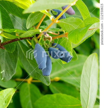 Honeysuckle branch with fruits. Honeysuckle branch with fruits. 112550615