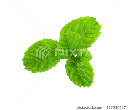Mint leaves close up on white 112550617