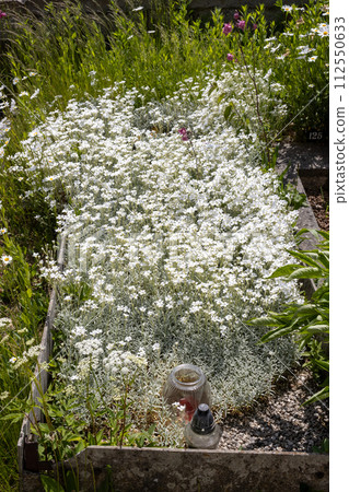 White flowers on an old grave, Dlouhomilov, Czechia White flowers on an old grave, Dlouhomilov, Czechia 112550633