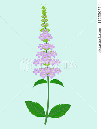 Mint inflorescence with leaves on a green background. 112550754