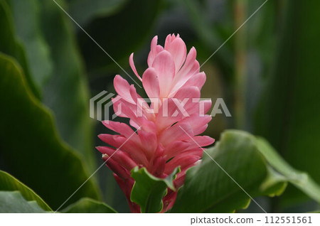 A flower of the Alpinia family with beautiful pale pink flowers. 112551561
