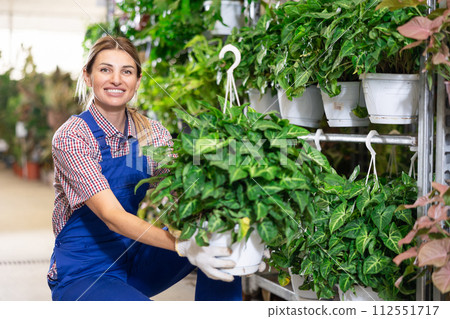 Cheerful female worker of plant store showing syngonium podophyllum bush 112551717