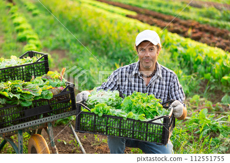Man works on garden bed cuts bunches of garden cress salad and puts them in box for transportation Man works on garden bed cuts bunches of garden cress salad and puts them in box for transportation 112551755
