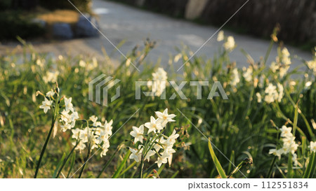 白色的水仙花 白色的水仙花 112551834