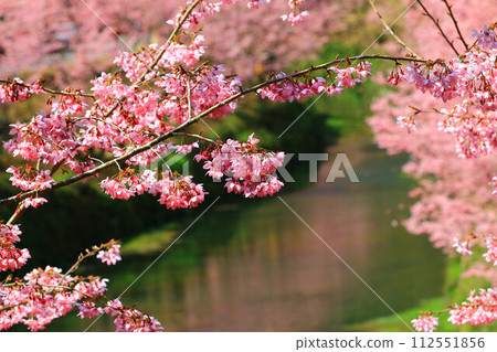 Beautiful cherry blossoms on high mountains (Jing peach, Fukushima cherry, Kedge, Aohada cherry) Juyo keiryu 112551856