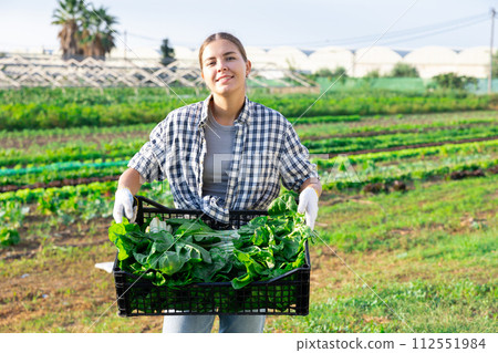 Woman collects crop of chard along with other workers on field 112551984