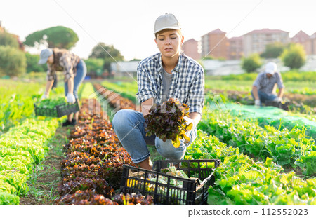 Female seasonal worker harvesting red lettuce cultivar at farm plantation on sunny day 112552023