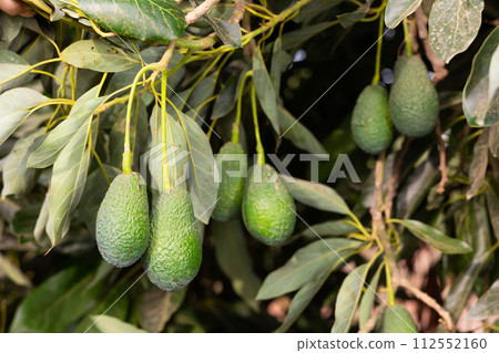 Big ripe avocado hanging on tree branches in fruit garden Big ripe avocado hanging on tree branches in fruit garden 112552160