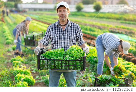 Adult man harvesting lettuce in field 112552168