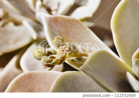 Succulent plant of mother of pearl with flowers 112552680