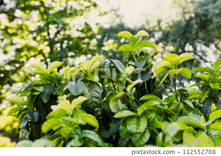 Citrus garden, branch with tangerines leaves. Nature background Citrus garden, branch with tangerines leaves. Nature background 112552708