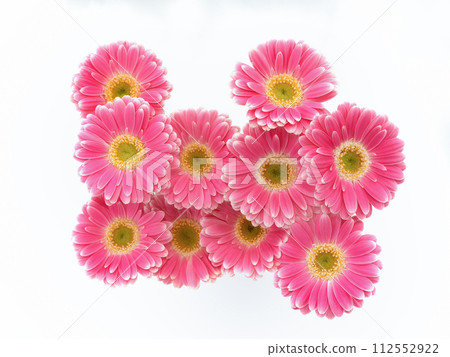 非洲菊切花 非洲菊切花 112552922