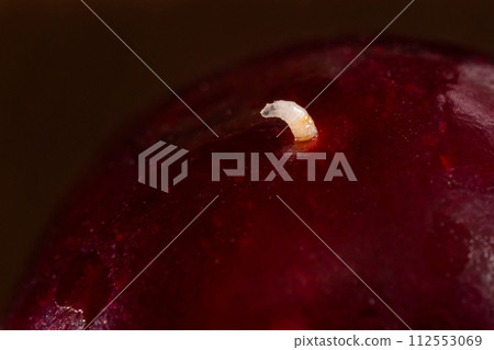 View of maggot, larva of cherry fruit fly comes out of cherry - macro View of maggot, larva of cherry fruit fly comes out of cherry - macro 112553069