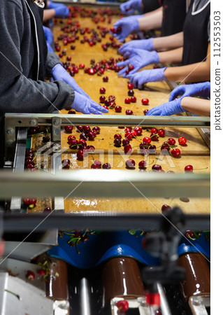 Sorting washed ripe cherres Sorting washed ripe cherres 112553503