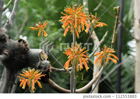 A flower of the aloe family that has cute orange flower inflorescences that hang down. 112553883