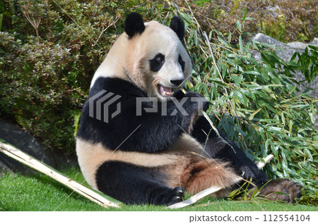 Kaedehama eating bamboo deliciously 112554104