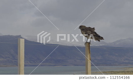 Majestic Eagle Taking Flight from a Fence Post in Slow Motion 112554166