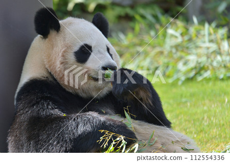 Kaedehama eating bamboo deliciously 112554336