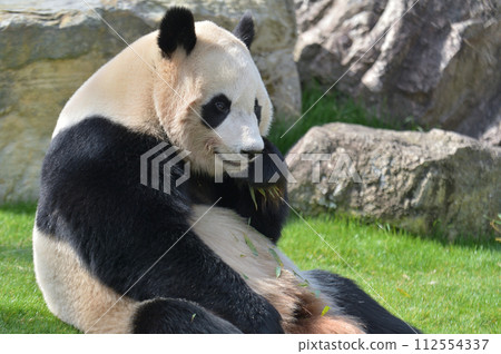 Kaedehama eating bamboo deliciously 112554337