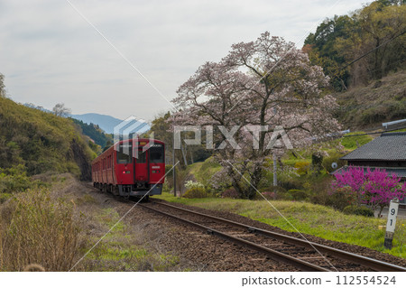 Railway tracks, trains, and cherry blossoms (Takeda City, Oita Prefecture) 112554524