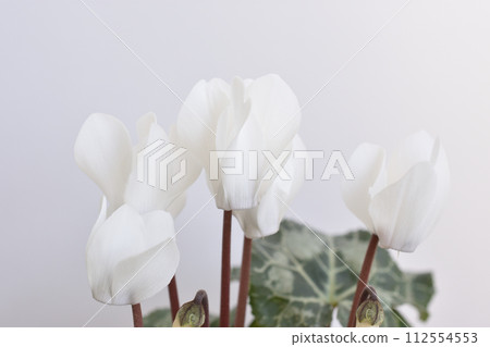 花園仙客來 112554553