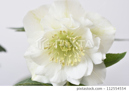 聖誕節玫瑰 112554554