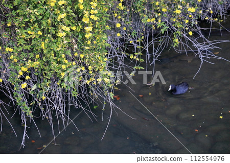 Yunnan yellow plum blossoms blooming in Josai Park (Kochi City, Kochi Prefecture) Yunnan yellow plum blossoms blooming in Josai Park (Kochi City, Kochi Prefecture) 112554976