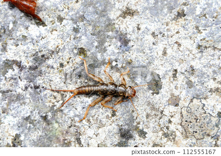 Stoneflies used as bait for mountain stream fishing Stoneflies used as bait for mountain stream fishing 112555167