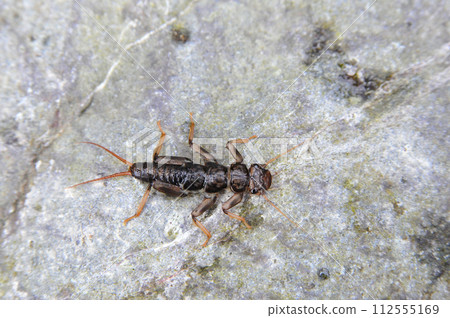Stoneflies used as bait for mountain stream fishing Stoneflies used as bait for mountain stream fishing 112555169