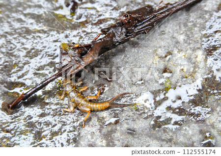 Stoneflies used as bait for mountain stream fishing Stoneflies used as bait for mountain stream fishing 112555174