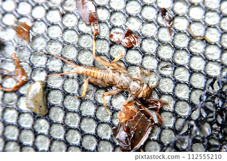 石蠅用作山溪釣魚的誘餌 112555210